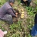 内蒙产地直供土豆，源头种植，大量上市整车走货，欢迎咨询。