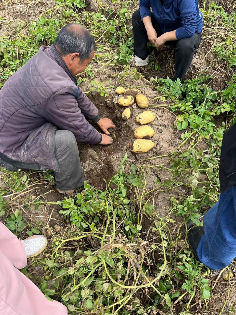 内蒙产地直供土豆，源头种植，大量上市整车走货，欢迎咨询。