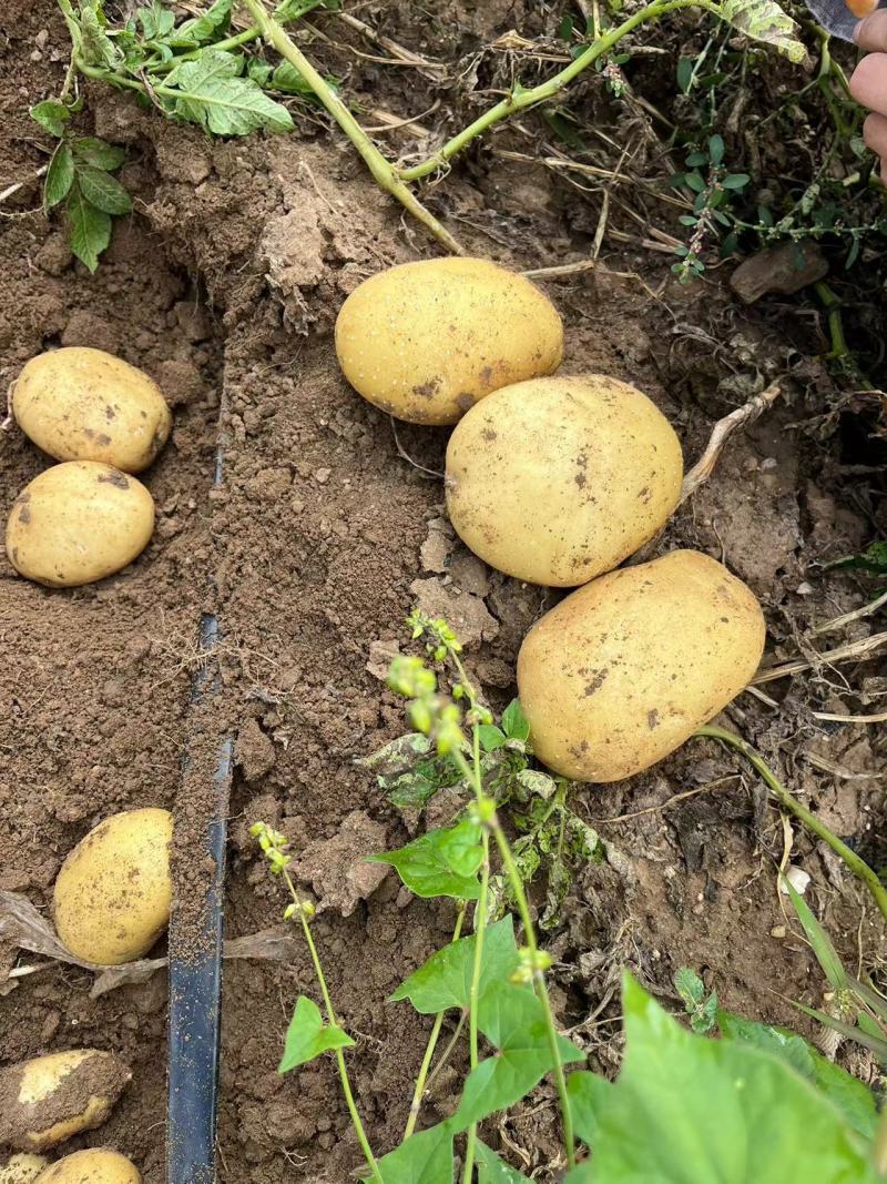 内蒙产地直供土豆，源头种植，大量上市整车走货，欢迎咨询。