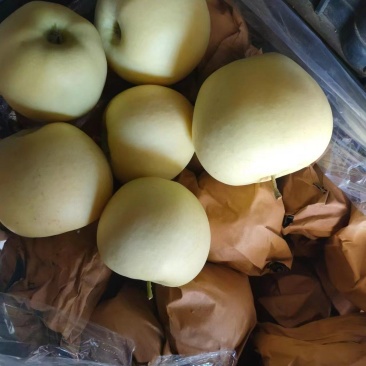 辽宁葫芦岛黄元帅，大量上市中，皮薄汁甜，各市场发货中