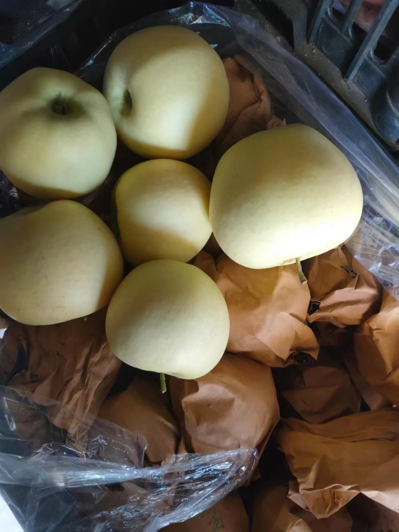 辽宁葫芦岛黄元帅，大量上市中，皮薄汁甜，各市场发货中