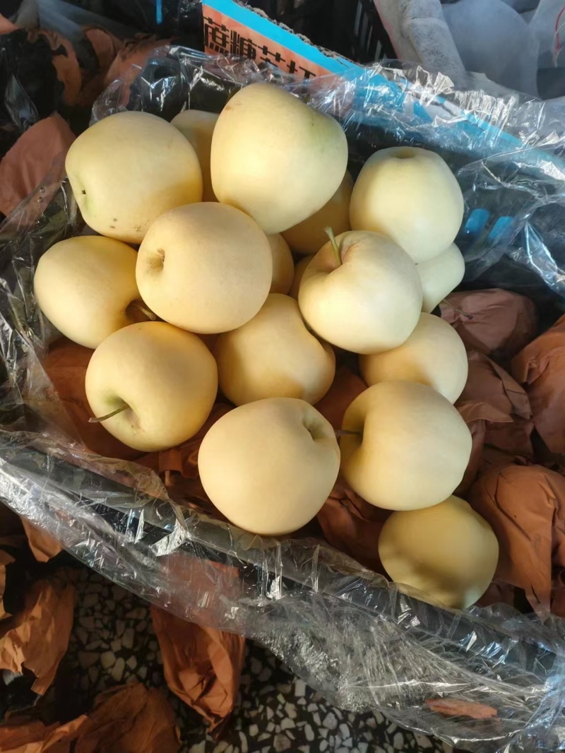 辽宁葫芦岛黄元帅，大量上市中，皮薄汁甜，各市场发货中
