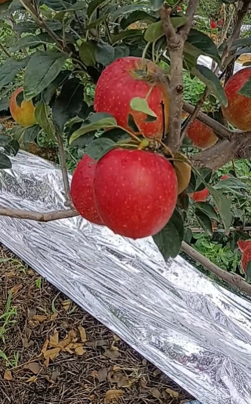 辽宁葫芦岛鲁丽苹果，新鲜上市，价格美丽，量大从优