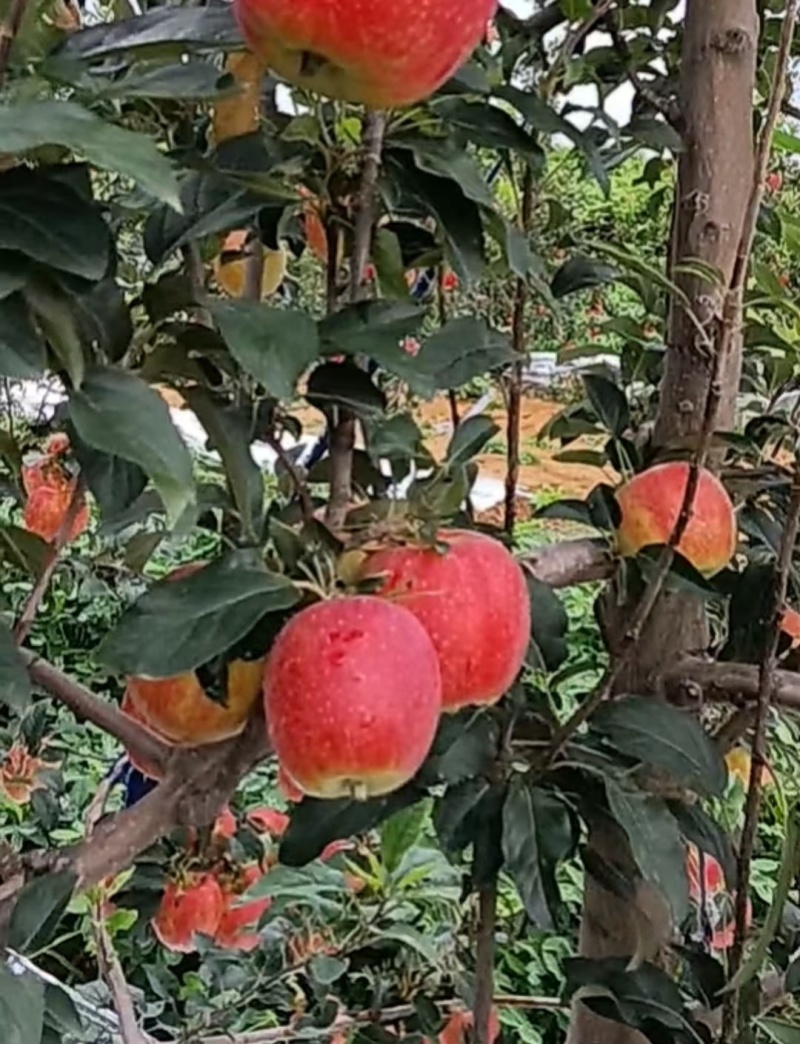 辽宁葫芦岛鲁丽苹果，新鲜上市，价格美丽，量大从优
