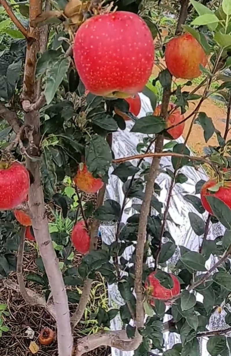 辽宁葫芦岛鲁丽苹果，新鲜上市，价格美丽，量大从优