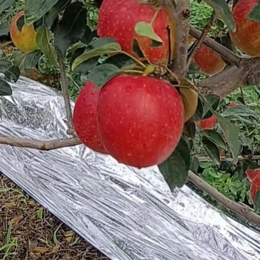 辽宁葫芦岛鲁丽苹果，新鲜上市，价格美丽，量大从优