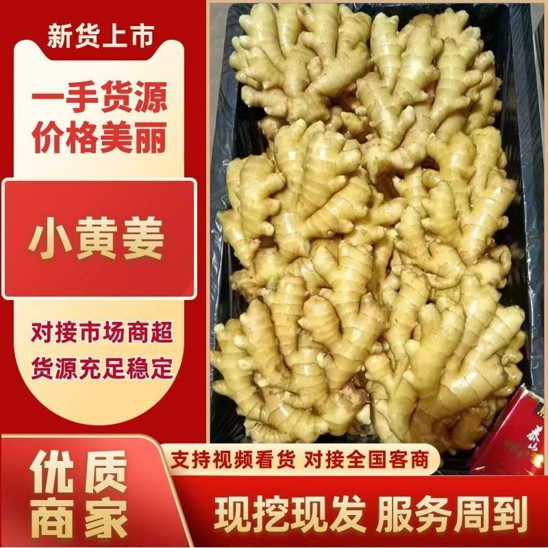 [标题]山东小黄姜一手货源对接市场商超电商量大价优可视频