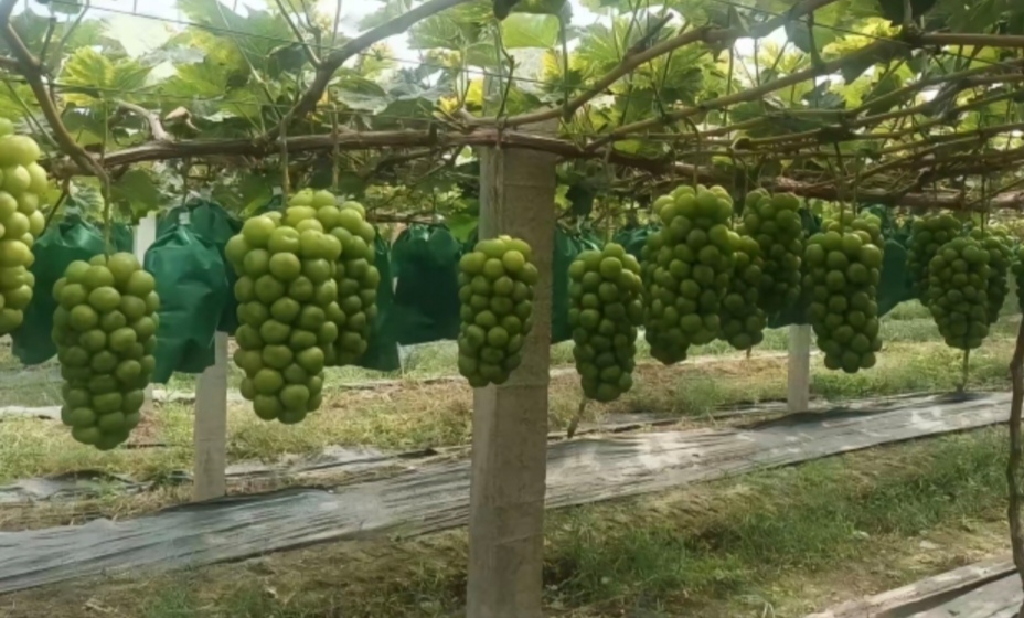 阳光玫瑰葡萄串特写