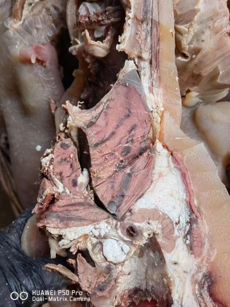 全熟牛头肉