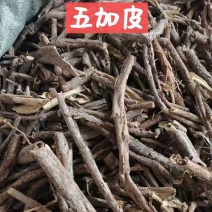 五加皮/精选好货/批发兼零售，量大可商议，全国包邮