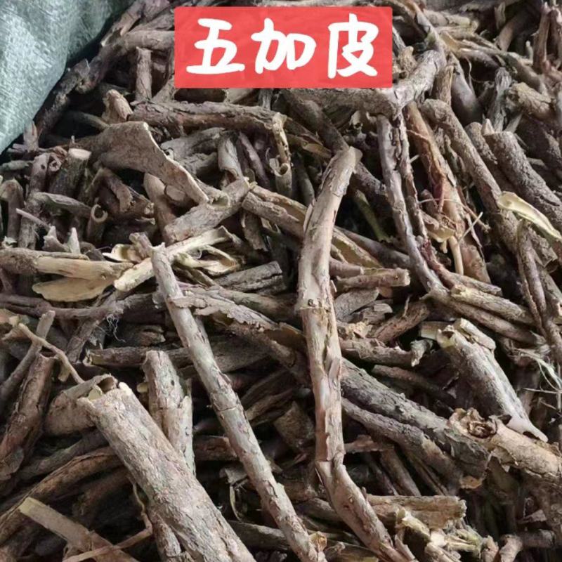 五加皮/精选好货/批发兼零售，量大可商议，全国包邮