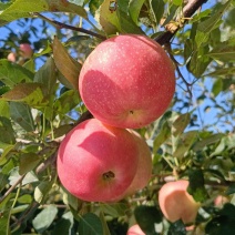 【嘎啦苹果】辽宁营口苹果片红果形端正货量大口感脆甜承接电商