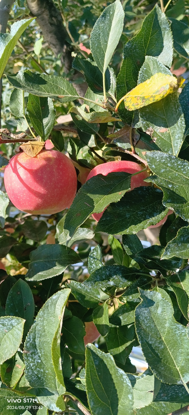 【嘎啦苹果】辽宁营口苹果片红果形端正货量大口感脆甜承接电商