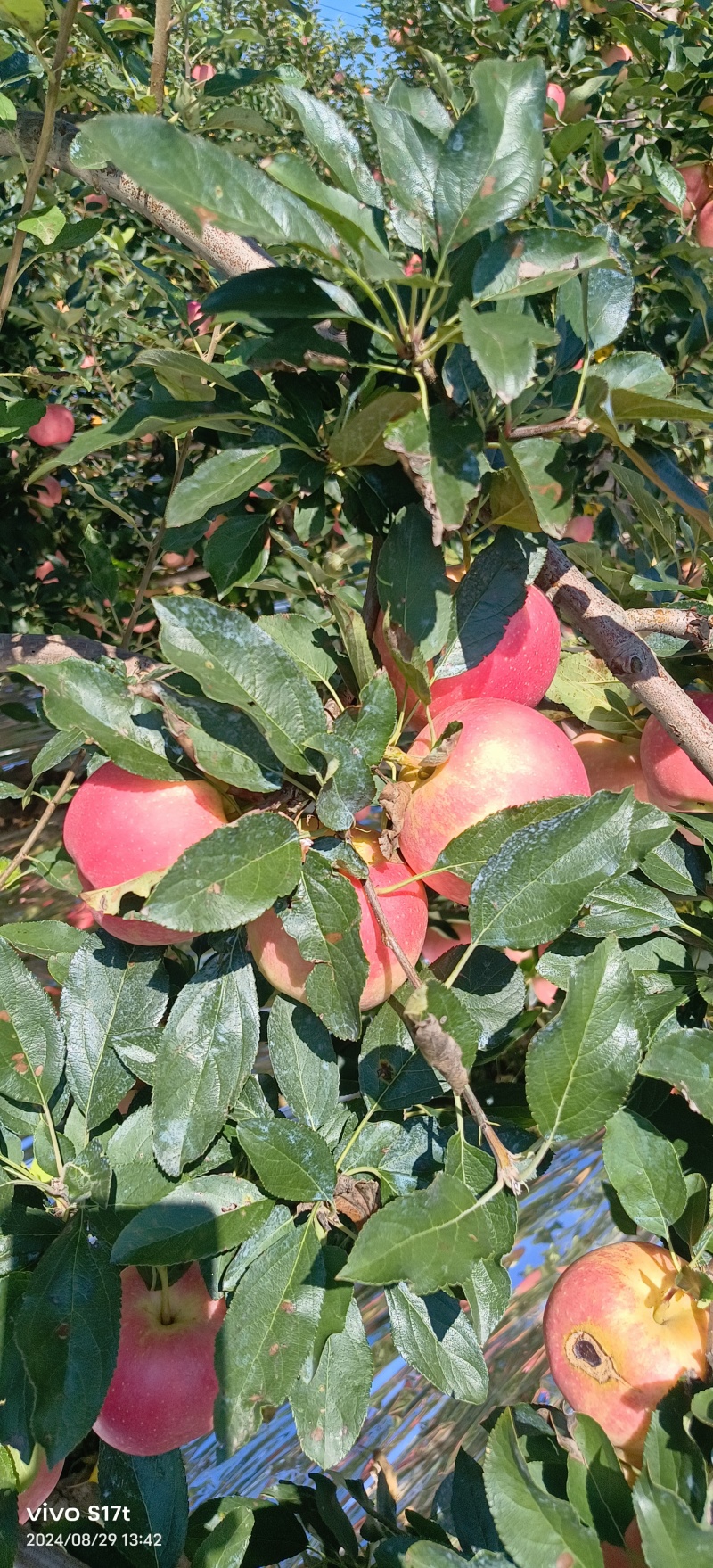 【嘎啦苹果】辽宁营口苹果片红果形端正货量大口感脆甜承接电商