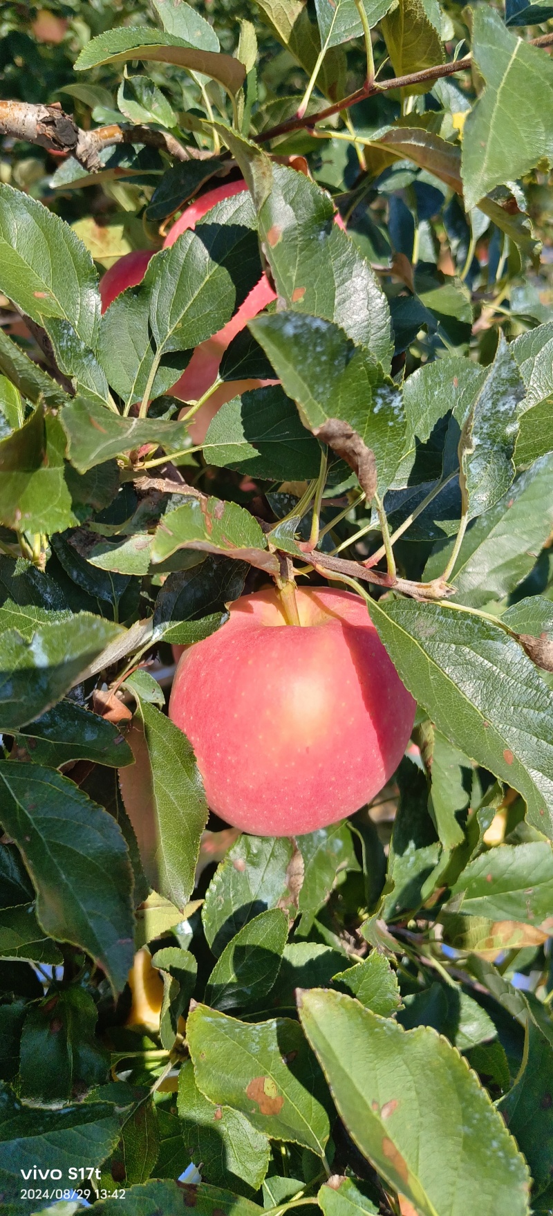 【嘎啦苹果】辽宁营口苹果片红果形端正货量大口感脆甜承接电商