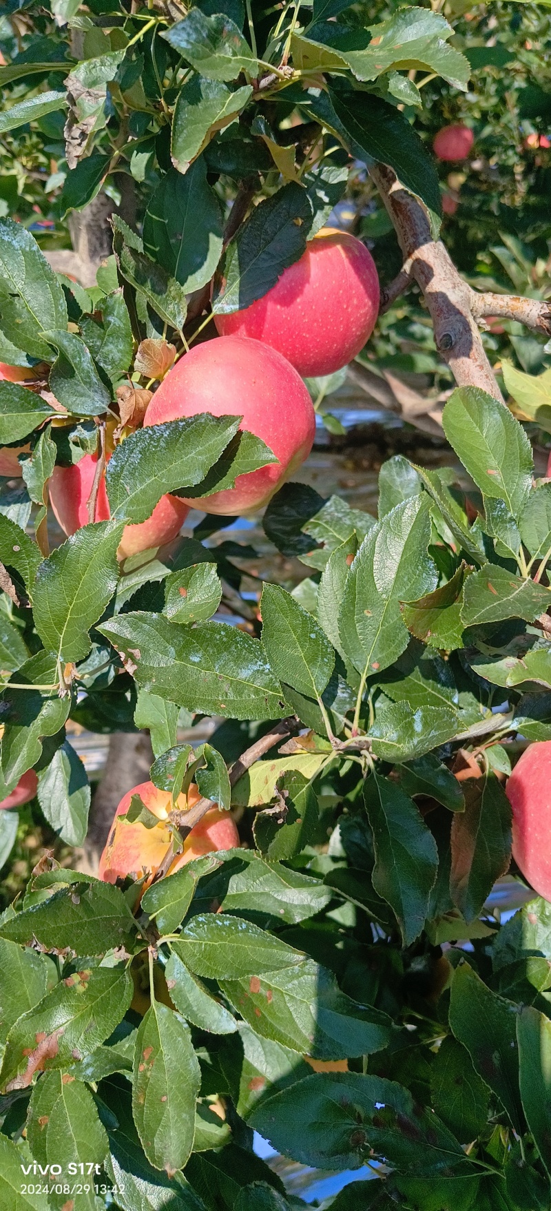 【嘎啦苹果】辽宁营口苹果片红果形端正货量大口感脆甜承接电商