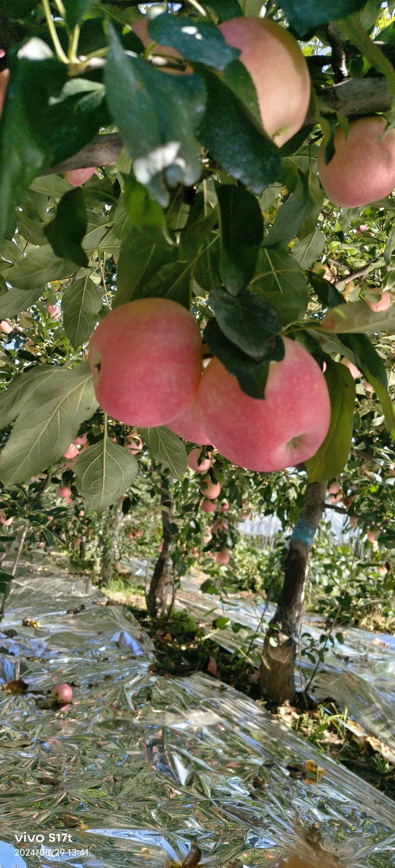【嘎啦苹果】辽宁营口苹果片红果形端正货量大口感脆甜承接电商