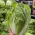聊城大白菜黄心白菜大棚白菜货源稳定代收代发全国市场