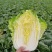 聊城大白菜黄心白菜大棚白菜货源稳定代收代发全国市场