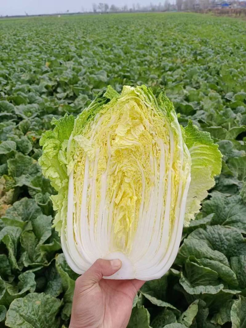 聊城大白菜黄心白菜大棚白菜货源稳定代收代发全国市场