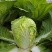 聊城大白菜黄心白菜大棚白菜货源稳定代收代发全国市场