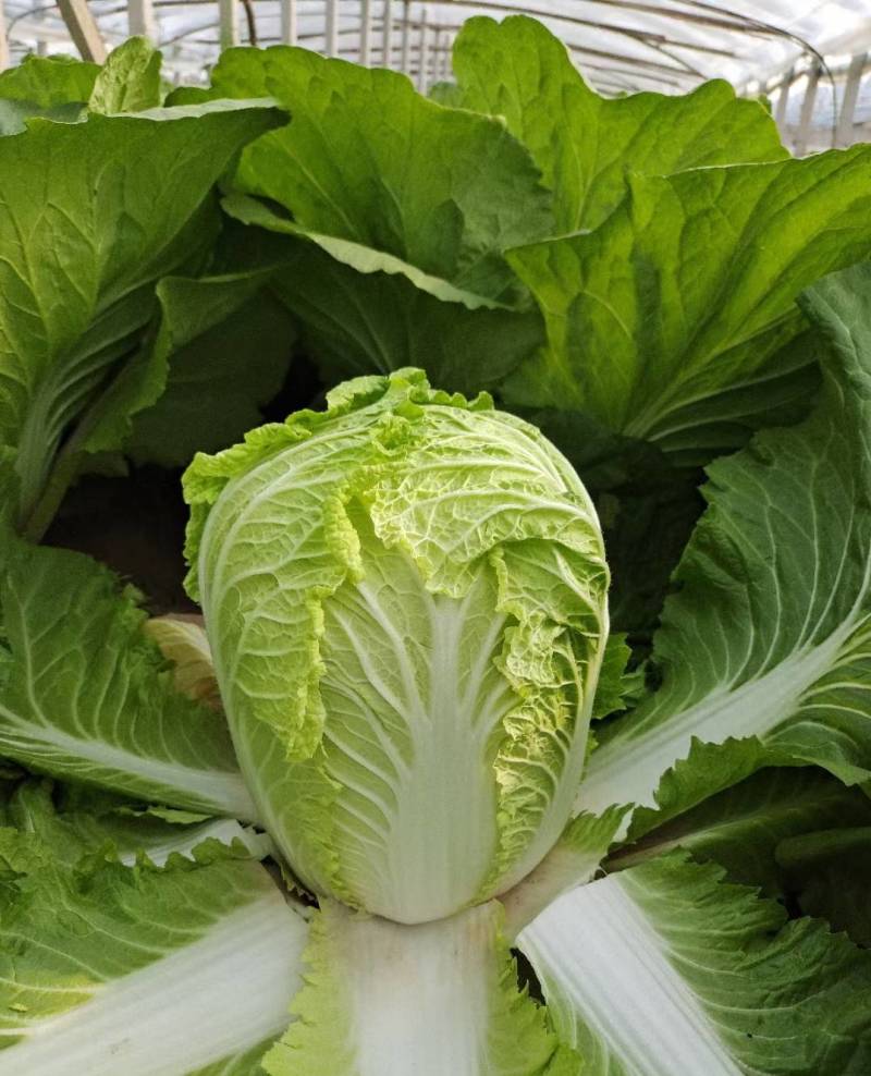 聊城大白菜黄心白菜大棚白菜货源稳定代收代发全国市场