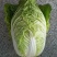 聊城大白菜黄心白菜大棚白菜货源稳定代收代发全国市场