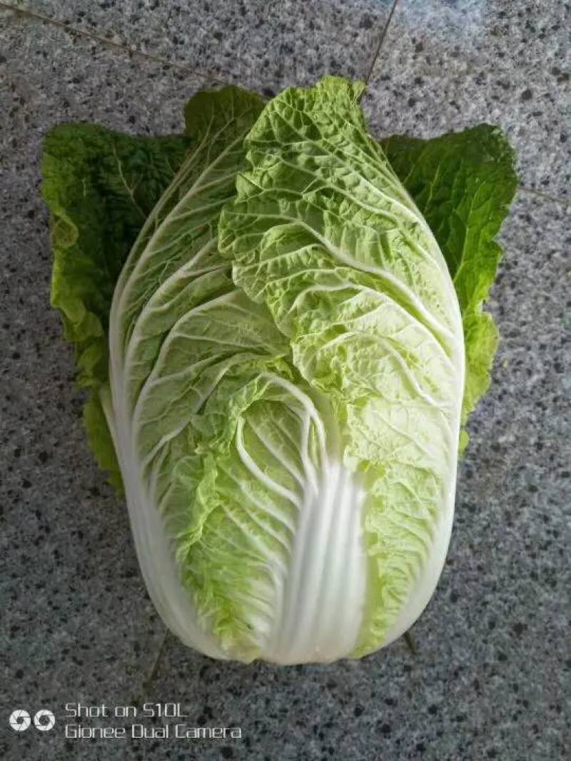 聊城大白菜黄心白菜大棚白菜货源稳定代收代发全国市场