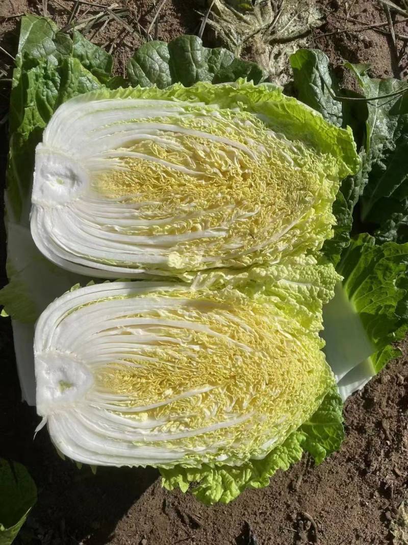 聊城大白菜黄心白菜大棚白菜货源稳定代收代发全国市场