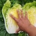 聊城大白菜黄心白菜大棚白菜货源稳定代收代发全国市场