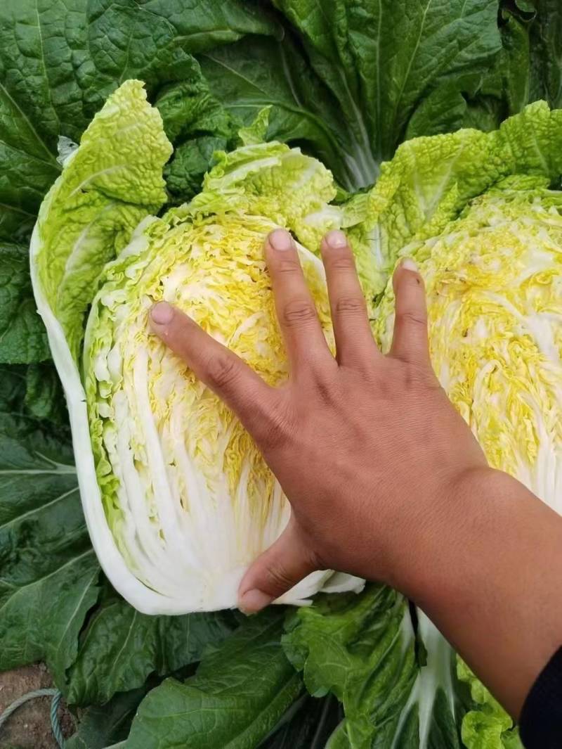 聊城大白菜黄心白菜大棚白菜货源稳定代收代发全国市场