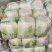聊城大白菜黄心白菜大棚白菜货源稳定代收代发全国市场