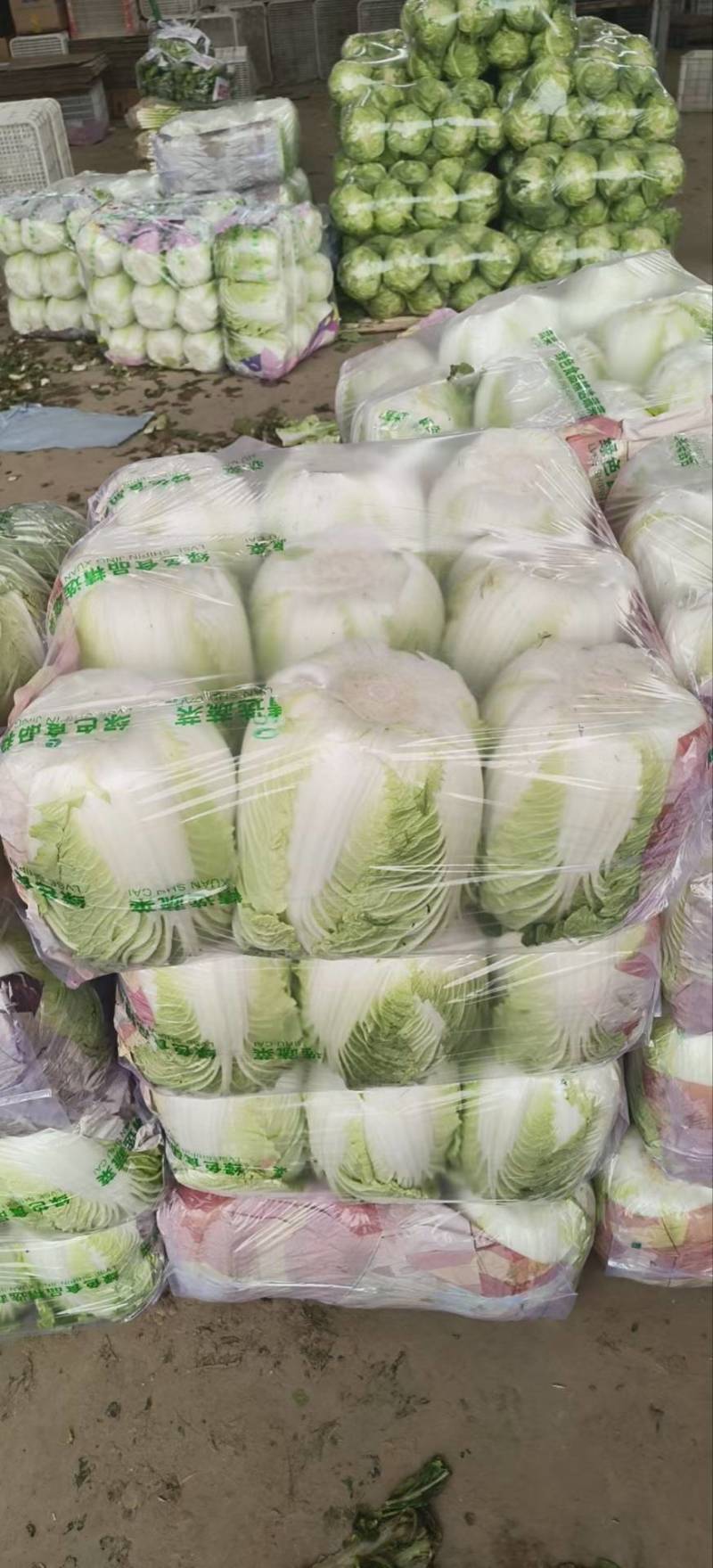 聊城大白菜黄心白菜大棚白菜货源稳定代收代发全国市场