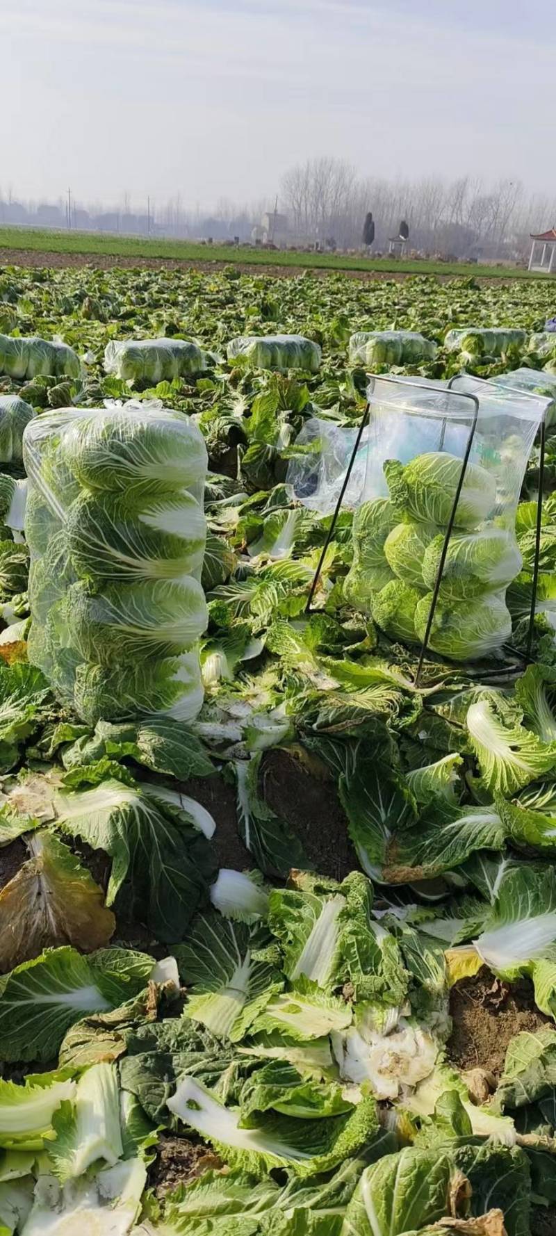 聊城大白菜黄心白菜大棚白菜货源稳定代收代发全国市场