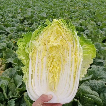 聊城大白菜黄心白菜大棚白菜货源稳定代收代发全国市场