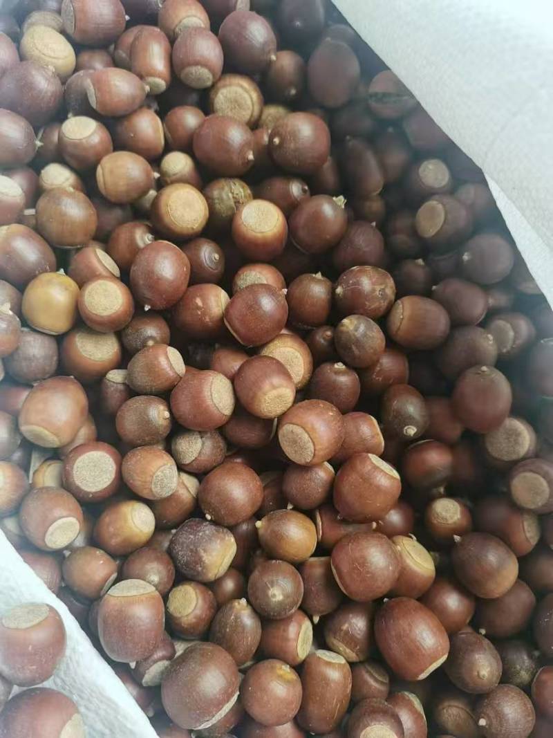 麻栎种子