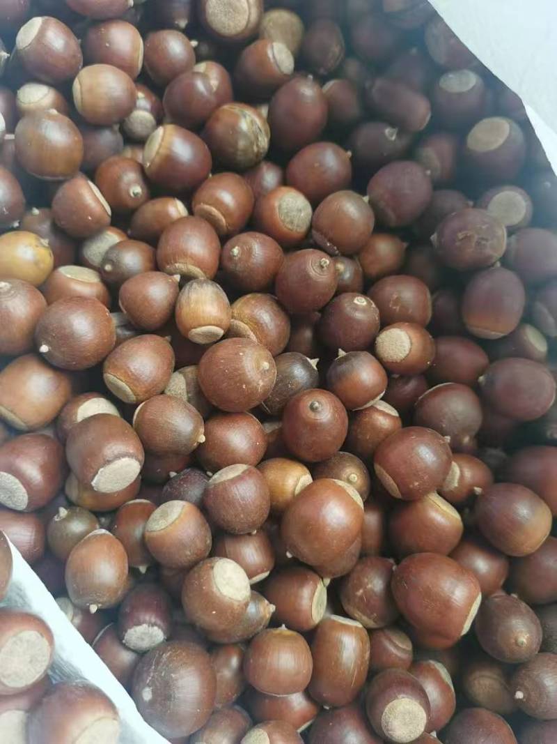 麻栎种子
