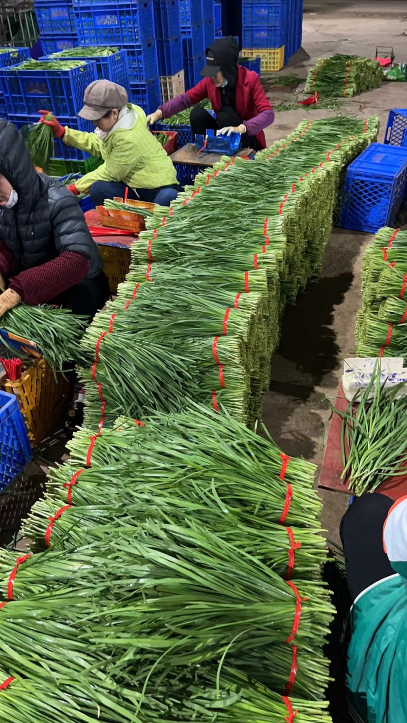 韭菜广东徐闻韭菜上市中现割现发品质保障对接市场等