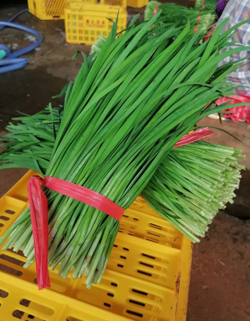 韭菜广东徐闻韭菜上市中现割现发品质保障对接市场等