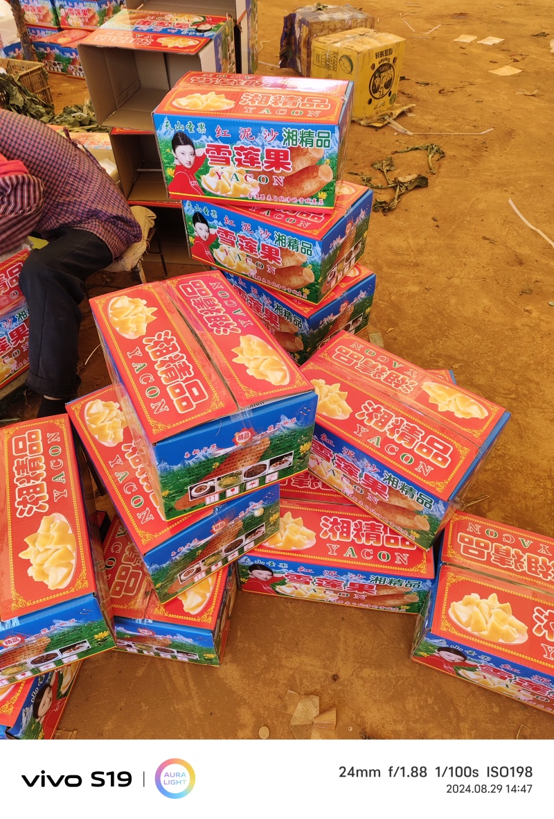 云南天山雪莲果红泥沙雪莲果产地直发大宗批发7公斤8公斤装