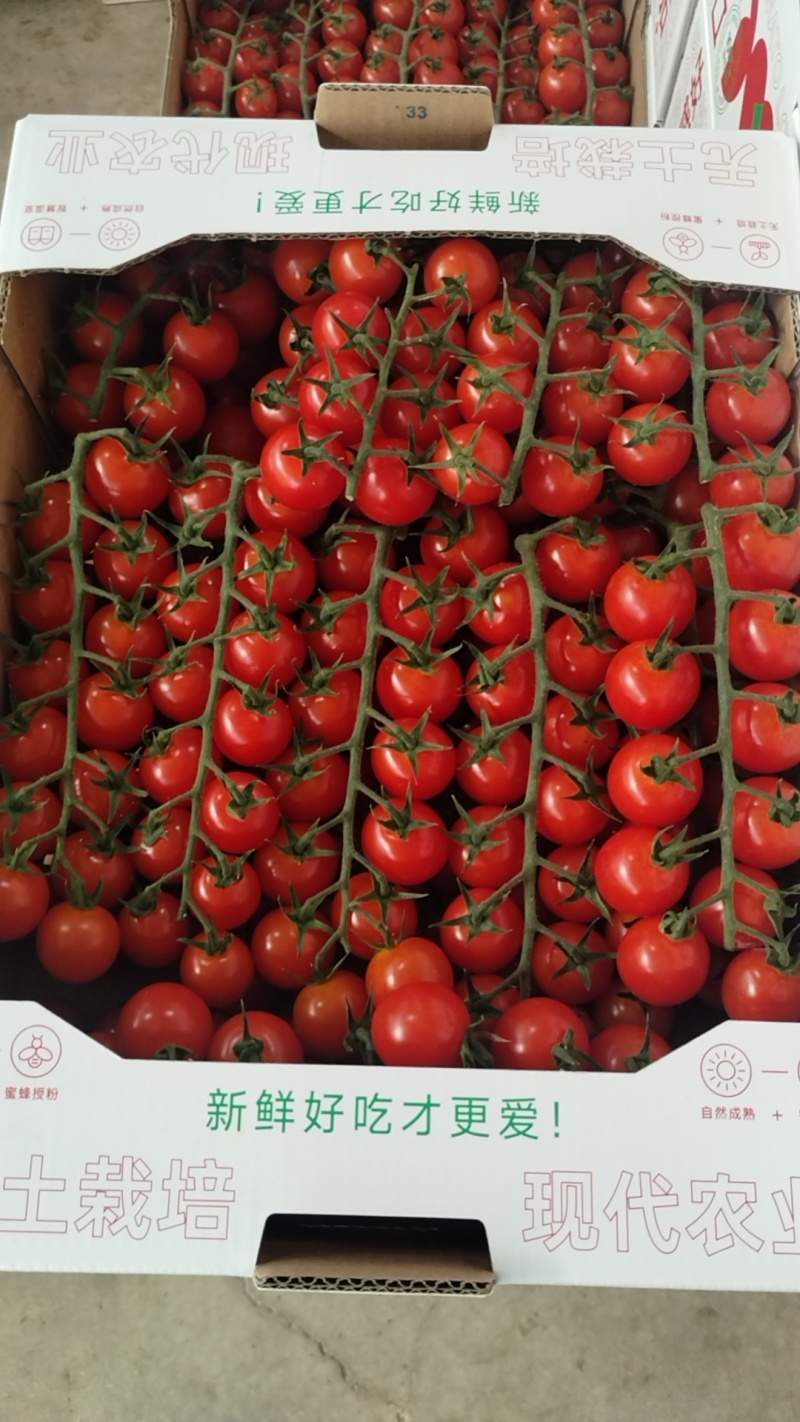 串收番茄，智能玻璃温室，椰糠种植，基地直发，货源稳定