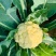 绿亨松甜70松花菜种子中早熟花菜花椰菜种籽花球扁圆松大花
