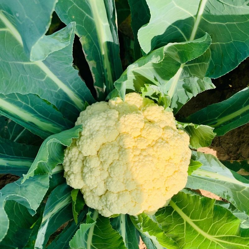 绿亨松甜70松花菜种子中早熟花菜花椰菜种籽花球扁圆松大花