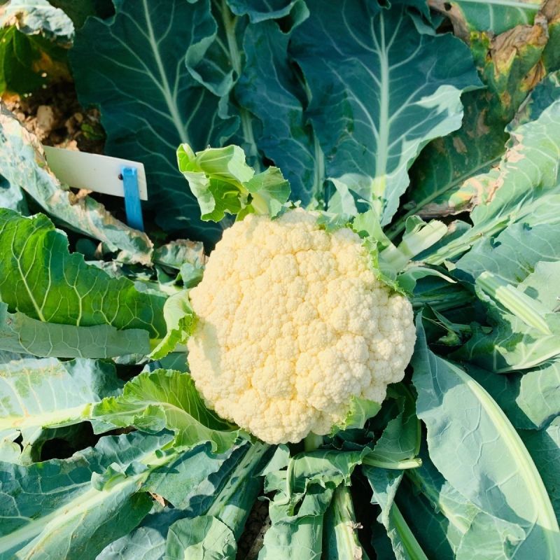 绿亨松甜70松花菜种子中早熟花菜花椰菜种籽花球扁圆松大花