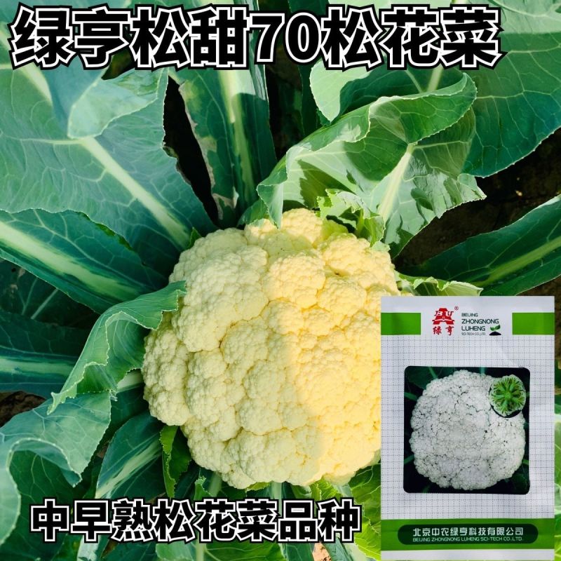 绿亨松甜70松花菜种子中早熟花菜花椰菜种籽花球扁圆松大花