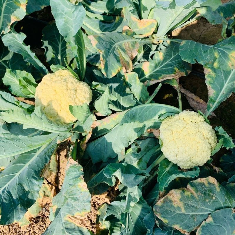 绿亨松甜70松花菜种子中早熟花菜花椰菜种籽花球扁圆松大花