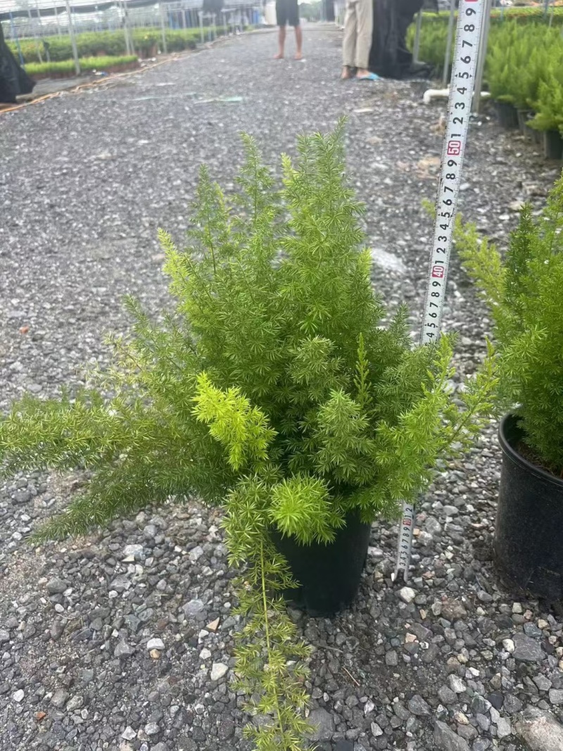 狐尾天门冬规格1.5加伦、2加伦，量大价优，欢迎订购。