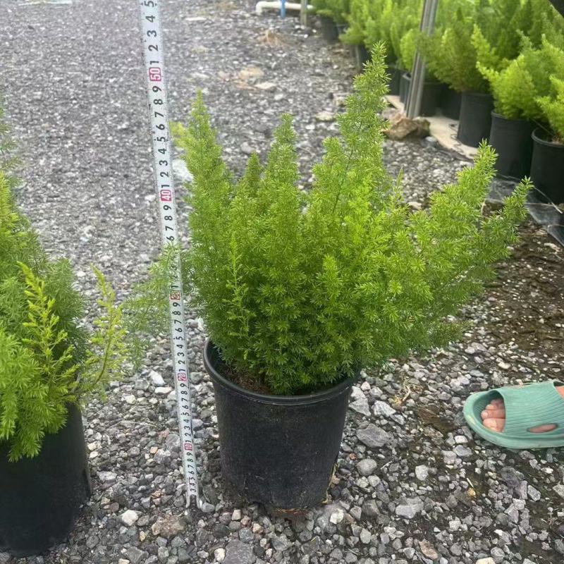 狐尾天门冬规格1.5加伦、2加伦，量大价优，欢迎订购。