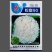 绿亨松甜90松花菜种子中晚熟花菜花椰菜种籽花球扁圆松大花
