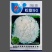 绿亨松甜90松花菜种子中晚熟花菜花椰菜种籽花球扁圆松大花